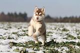 SIBERIAN HUSKY 257
